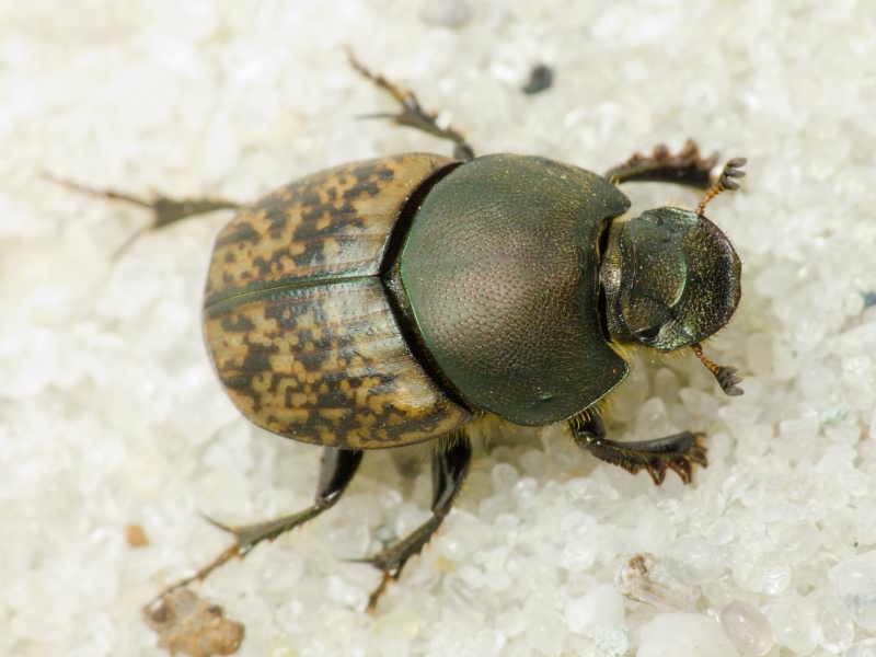 Onthophagus nuchicornis (Linnaeus, 1758)
